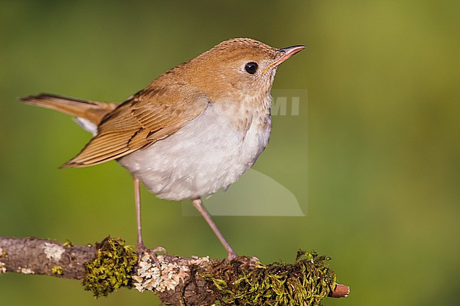Adult
Galveston Co., TX
April 2012 stock-image by Agami/Brian E Small,