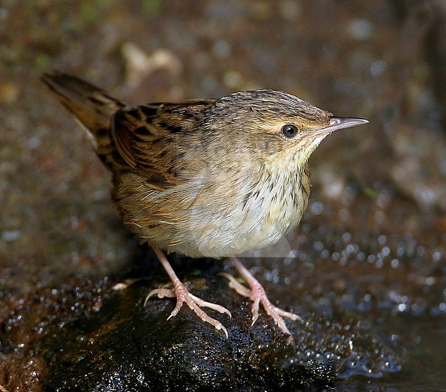 Eerstejaars Kleine Sprinkhaanzanger; First-year Lanceolated Warbler (Locustella lanceolata) stock-image by Agami/Hugh Harrop,