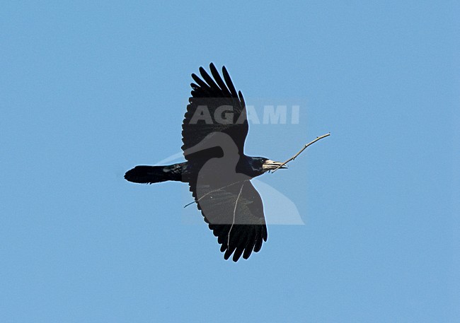 Rook flying; Roek vliegend stock-image by Agami/Roy de Haas,