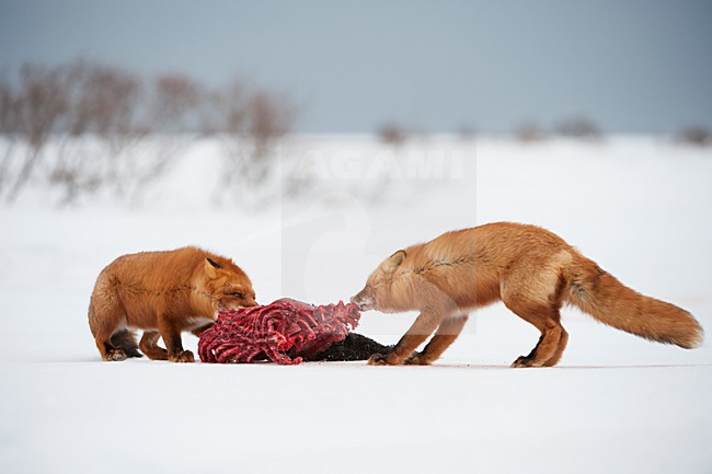 Vossen met prooi in de sneeuw, Red Foxs with prey in the snow stock-image by Agami/Sergey Gorshkov,