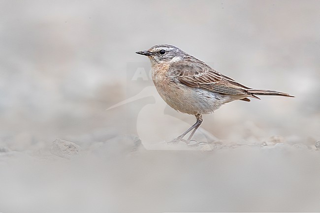 Water Pipit, Anthus spinoletta, in Italy. stock-image by Agami/Daniele Occhiato,