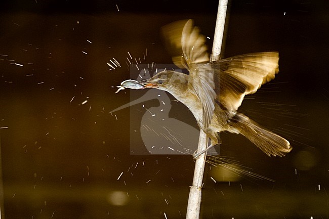 Grote Karekiet vissend, Great Reed Warbler fishing stock-image by Agami/Bence Mate,