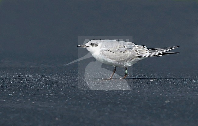 Gull-billed tern (Gelochelidon nilotica), juvenile standing on asphalt, seen from the side. stock-image by Agami/Fred Visscher,