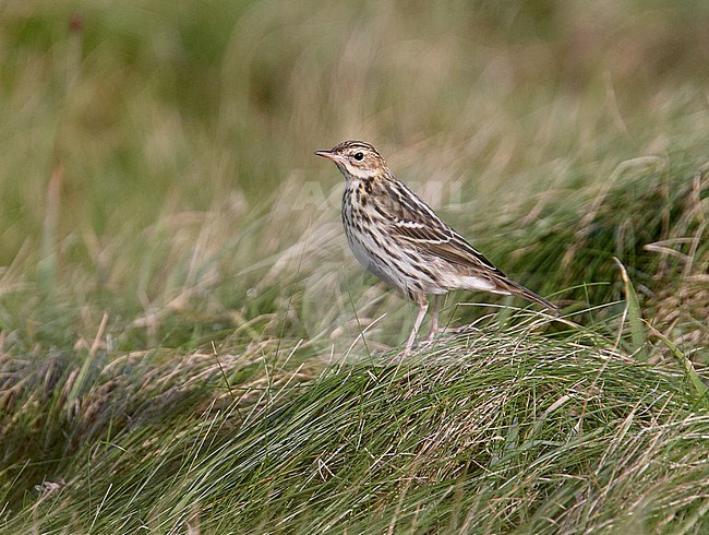 First-winter Pechora Pipit (Anthus gustavi) in Scotland. stock-image by Agami/Michael McKee,