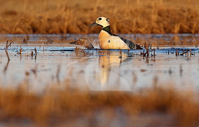 Adult Steller's Eiders (Polysticta stelleri) mating at a tundra lake during arctic spring in Alaska, United States. stock-image by Agami/Dani Lopez-Velasco,
