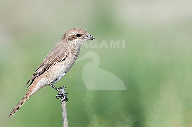 Turkestan Shrike (Laius phoenicuroides) perched stock-image by Agami/Arend Wassink,
