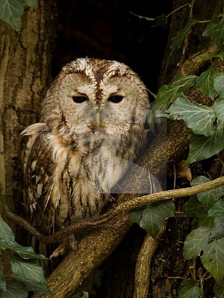 Bosuil rustend in boom; Tawny Owl resting in tree stock-image by Agami/Han Bouwmeester,