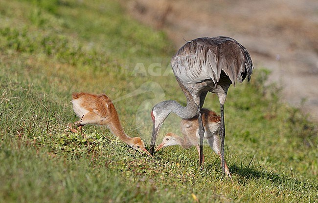 Florida Sandhill Crane, Grus canadensis pratensis, adult with chicks in Florida USA stock-image by Agami/Helge Sorensen,