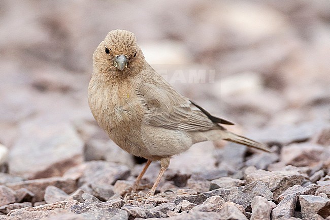 Female Sinai Rosefinch (Carpodacus synoicus) foraging on the ground in a desert canyon near Eilat, Israel stock-image by Agami/Marc Guyt,