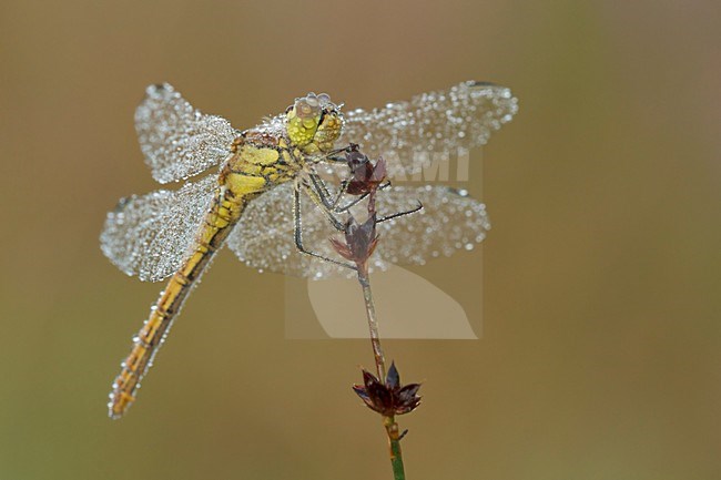 steenrode heidelibel in dauw druppels; Vagrant darter with dew drops	; stock-image by Agami/Walter Soestbergen,