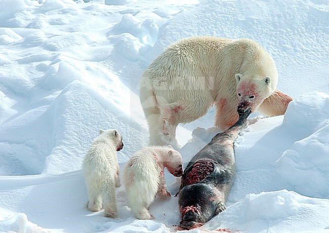 Adult Polar bear (Ursus maritimus) pulling a dead seal over ice with her cubs near her stock-image by Agami/Roy de Haas,