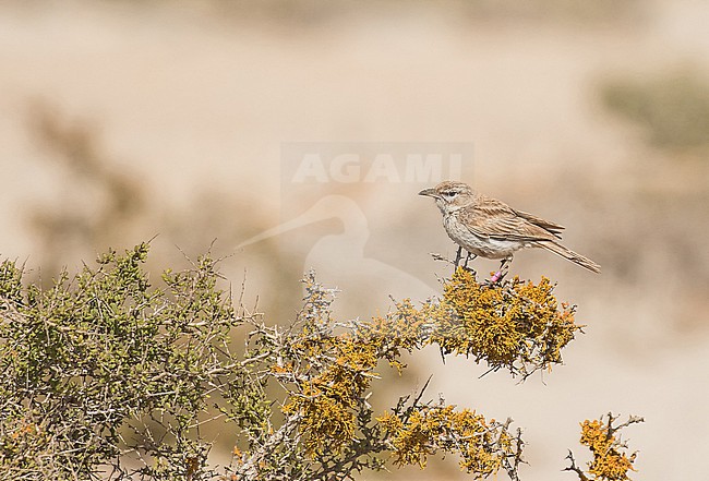 Barlow's Lark (Calendulauda erythrochlamys barlowi) in South Africa. Subspecies of Dune Lark. stock-image by Agami/Pete Morris,