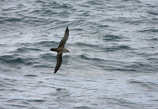 Schlegels Stormvogel vliegend; Atlantic Petrel flying stock-image by Agami/Marc Guyt,