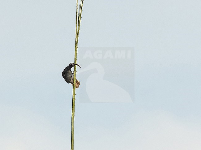 Pale-billed Sicklebill (Drepanornis bruijnii) in West Papua, Indonesia. stock-image by Agami/Pete Morris,