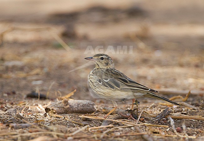 Tree Pipit - Baumpieper - Anthus trivialis, Oman stock-image by Agami/Ralph Martin,