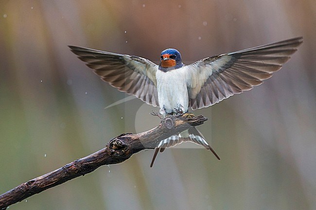 Adult Barn Swallow (Hirundo rustica) landing on a branch in Italy. With both wings spread out wide. stock-image by Agami/Daniele Occhiato,