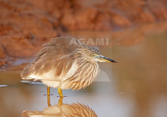 Winter plumaged Indian Pond Heron (Ardeola grayii) standing still in shallow water in an inland lake, hunting for fish. stock-image by Agami/Marc Guyt,