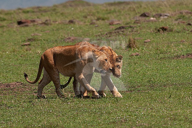 Portrait of two lioness, Panthera leo. Masai Mara National Reserve, Kenya. stock-image by Agami/Sergio Pitamitz,
