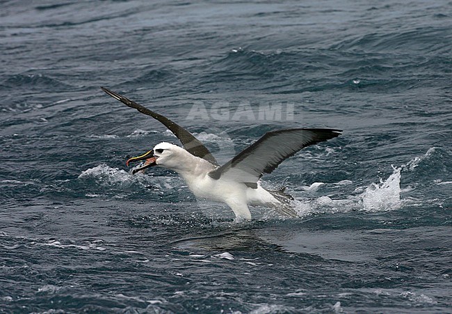Adult Atlantic Yellow-nosed Albatross (thalassarche chlororhynchos) on the Southern Atlantic Ocean. Running away over the sea surface. stock-image by Agami/Marc Guyt,