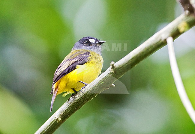 Ornaattiran; Ornate Flycatcher stock-image by Agami/Marc Guyt,