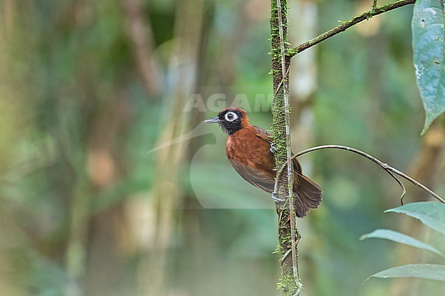 Chestnut-crested Antbird (Rhegmatorhina cristata) in Colombia. stock-image by Agami/Pete Morris,