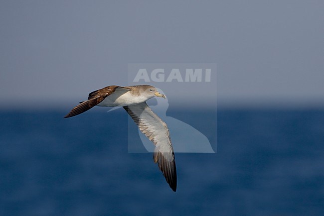 Berta maggiore; Scopoli's Shearwater; Calonectris diomedea stock-image by Agami/Daniele Occhiato,