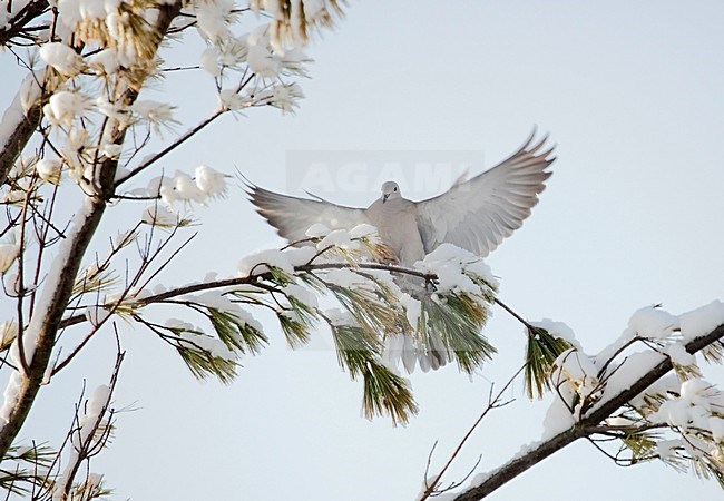 Turkse Tortel landend in boom in de sneeuw, Eurasian Collared Dove landing in tree in the snow stock-image by Agami/Roy de Haas,