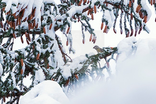 pot. Scottish Crossbill - Schottischer Kreuzschnabel - Loxia scotica (?), Scotland, adult female stock-image by Agami/Ralph Martin,