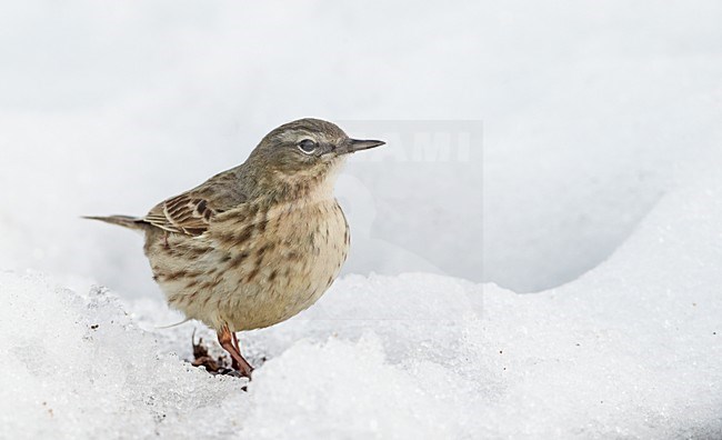 Oeverpieper; Rock Pipit stock-image by Agami/Markus Varesvuo,