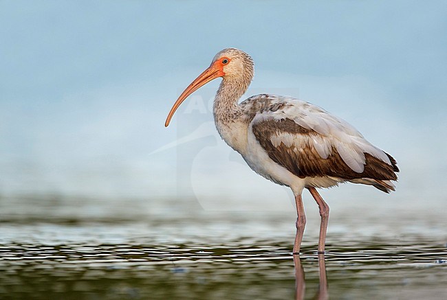 Immature American White Ibis (Eudocimus albus) standing in shallow water in Galveston County, Texas, United States. stock-image by Agami/Brian E Small,