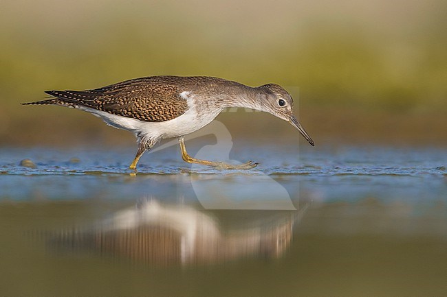 Common Sandpiper, Actitis hypoleucos, during migration in Italy. stock-image by Agami/Daniele Occhiato,