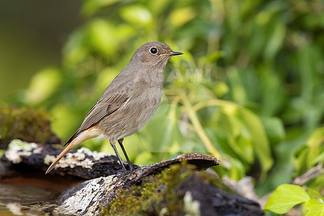 Black Redstart (Phoenicurus ochruros gibraltariensis), side view of an adult female perched on a piece of a bark, Campania, Italy stock-image by Agami/Saverio Gatto,