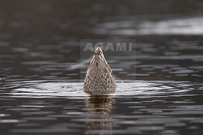 An adult female Gadwall (Mareca strepera) is dabbling in shallow waters stock-image by Agami/Mathias Putze,
