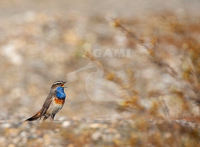 Adult White-spotted bluethroat (Luscinia svecica cyanecula) in the Netherlands. Standing on the WW2 anti tank wall in Berkheide, Katwijk, Netherlands. stock-image by Agami/Marc Guyt,