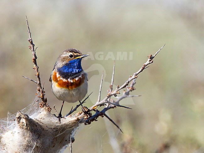 Blauwborst, White-spotted Bluethroat, Luscinia svecica stock-image by Agami/Roy de Haas,