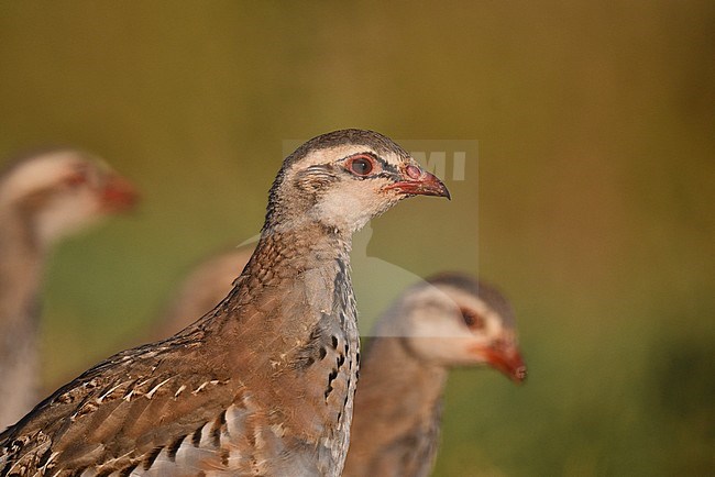 Portrait of a juvenile Red-legged Partridge (Alectoris rufa) in Spain. stock-image by Agami/Laurens Steijn,