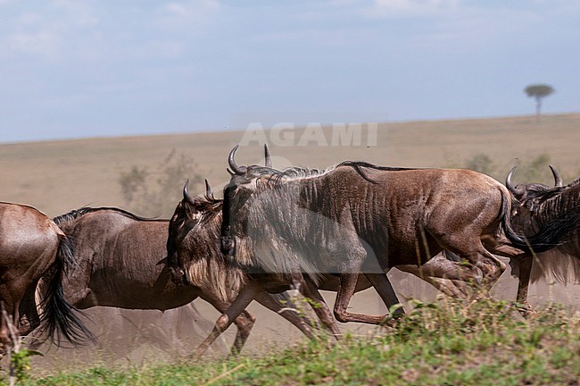 A herd of wildebeest, Connochaetes taurinus, running. Masai Mara National Reserve, Kenya. stock-image by Agami/Sergio Pitamitz,