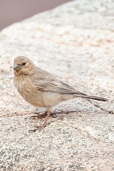 Female Sinai Rosefinch (Carpodacus synoicus) perched on a white rock in a desert canyon near Eilat, Israel stock-image by Agami/Marc Guyt,