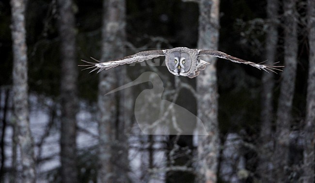 Laplanduil vliegend; Great Grey Owl flying stock-image by Agami/Markus Varesvuo,
