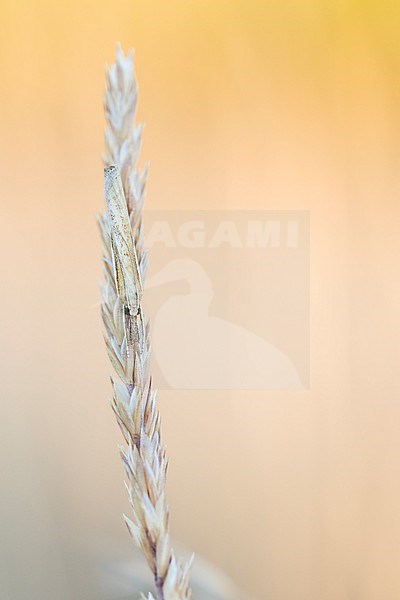 Agriphila tristella, France (Ain), imago stock-image by Agami/Ralph Martin,