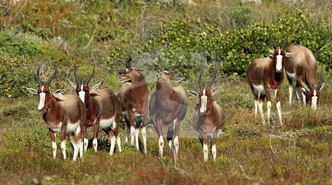 Bontebok, Bontebok stock-image by Agami/Karel Mauer,