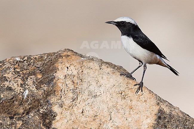 Arabian Wheatear (Oenanthe lugentoides), Adult male standing on a rock, Wadi Darbat, Dhofar, Oman stock-image by Agami/Saverio Gatto,