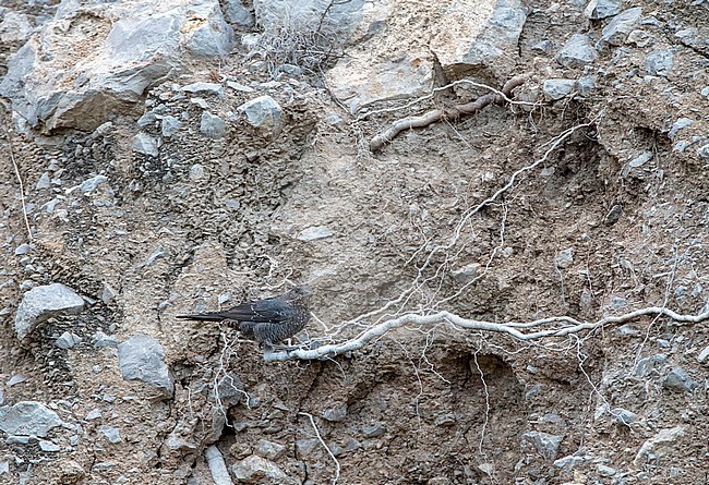Immature Blue Rock Thrush (Monticola solitarius) during autumn on the Calalonian coast in Spain. Sitting on a root of a tree sticking out of a cliff face. stock-image by Agami/Marc Guyt,