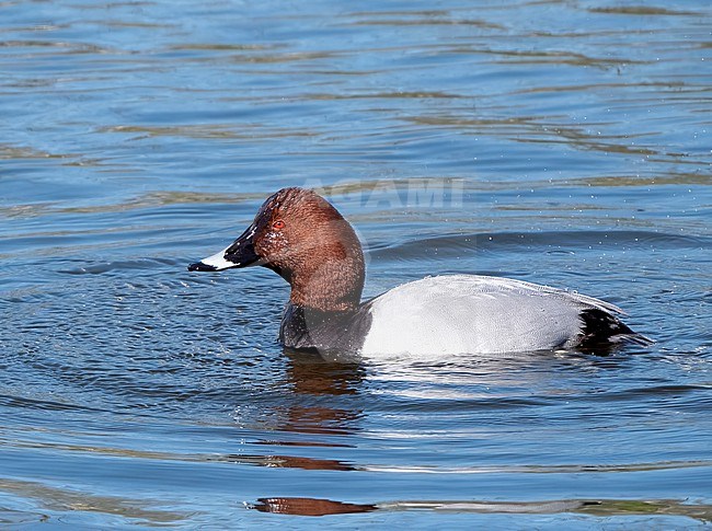 Common Pochard (Aythya ferina) male in winter in melted water stock-image by Agami/Roy de Haas,