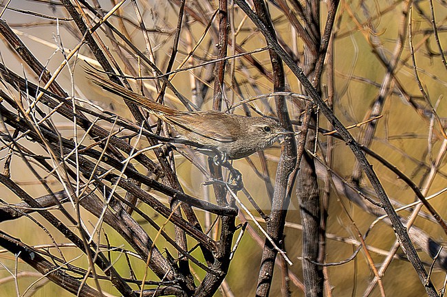 Sharp-billed Canastero (Asthenes pyrrholeuca pyrrholeuca) stock-image by Agami/Andy & Gill Swash ,