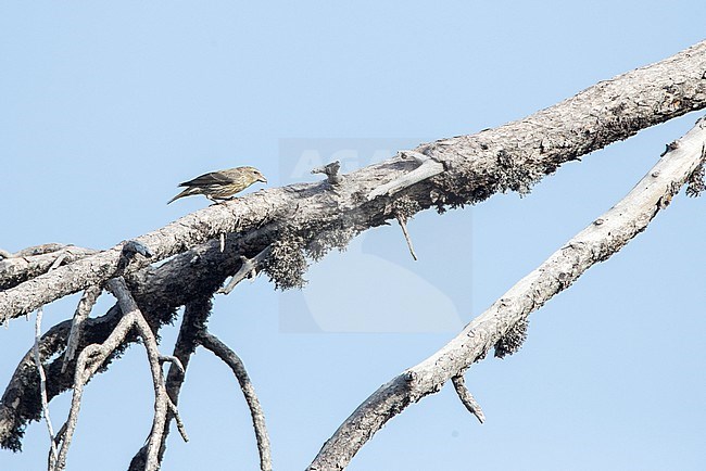 Immature Cyprus Crossbill (Loxia curvirostra guillemardi) in pine forest on the top of Trodos mountains in Cyprus. stock-image by Agami/Marc Guyt,