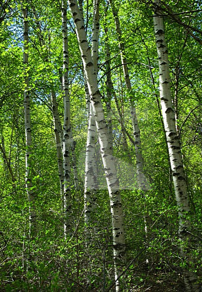 Berkenbos; Birch forest at Old Peak, Hebei, China stock-image by Agami/Marc Guyt,