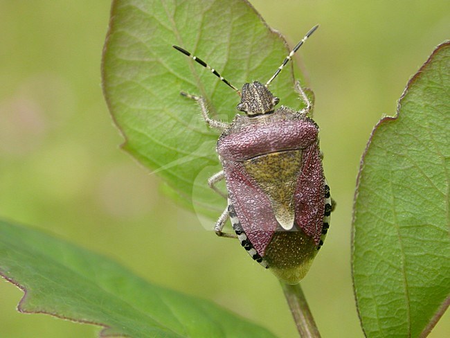 Bessenwants; Sloe Bug stock-image by Agami/Arnold Meijer,