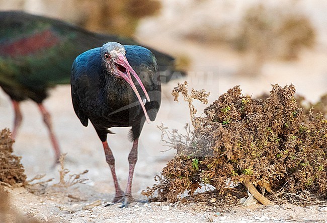 Immature Northern Bald Ibis (Geronticus eremita) at the coast near Timri, Morocco. Also known as Hermit Ibis or Waldrapp. stock-image by Agami/Marc Guyt,