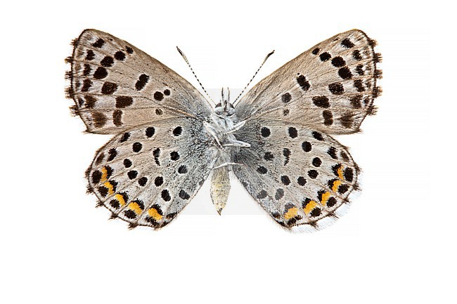 klein tijmblauwtje; Baton blue; Pseudophilotes baton stock-image by Agami/Wil Leurs,